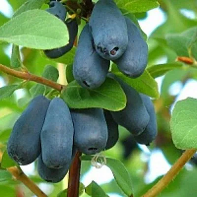 Жимолость съедобная ЮГАНА  Жимолость съедобная ЮГАНА в Ярославле