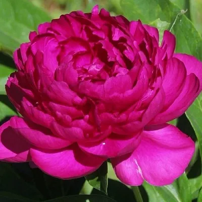 Пион БАРХАТ НОЧИ травянистый  Пион БАРХАТ НОЧИ травянистый в Ярославле