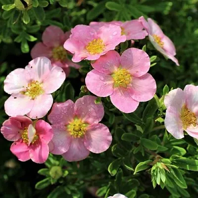 Лапчатка ЛАВЛИ ПИНК кустарниковая  Лапчатка ЛАВЛИ ПИНК кустарниковая в Ярославле