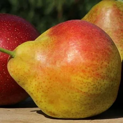 Груша ТАТЬЯНА  Груша ТАТЬЯНА в Ярославле