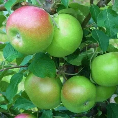 Яблоня НАВАВИТА  Яблоня НАВАВИТА в Ярославле