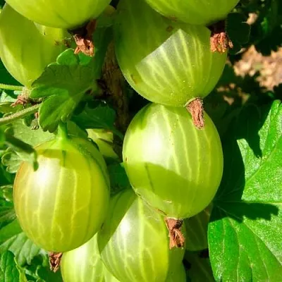 Крыжовник МАЛАХИТ в Ярославле