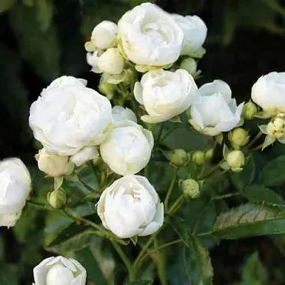 Саженцы роз УАЙТ МОРСДАГ полиантовая  Саженцы роз УАЙТ МОРСДАГ полиантовая в Ярославле