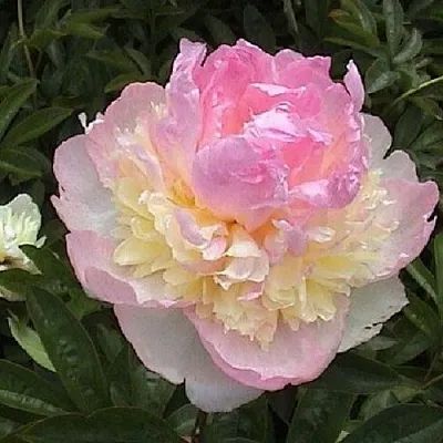 Пион РАСБЕРРИ САНДЕЙ травянистый  Пион РАСБЕРРИ САНДЕЙ травянистый в Ярославле