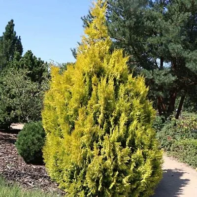 Туя СТОУНХАМ ГОЛД складчатая в Ярославле