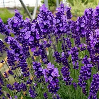 Лаванда ХИДКОТ БЛЮ узколистная  Лаванда ХИДКОТ БЛЮ узколистная в Ярославле