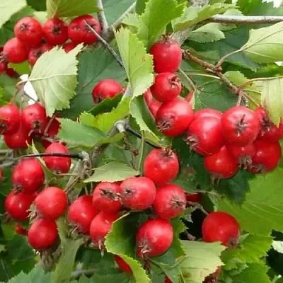 Боярышник СВАЯК  Боярышник СВАЯК в Ярославле