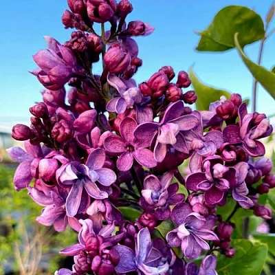 Сирень ВИОЛЕТТА в Ярославле