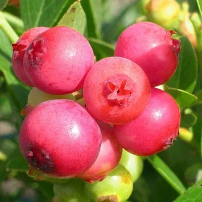 Голубика ПИНК ЛИМОНАД  Голубика ПИНК ЛИМОНАД в Ярославле