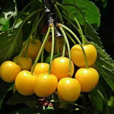 Черешня ЧЕРМАШНАЯ  Черешня ЧЕРМАШНАЯ в Ярославле