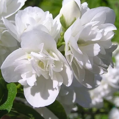 Жасмин ЖИРАНДОЛЬ в Ярославле