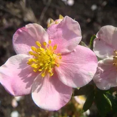 Лапчатка ПИНК КВИН кустарниковая  Лапчатка ПИНК КВИН кустарниковая в Ярославле