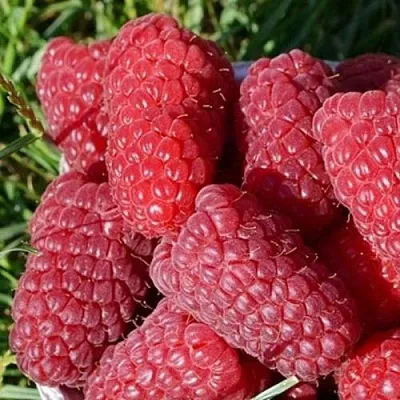 Малина САМОСВАЛ  Малина САМОСВАЛ в Ярославле