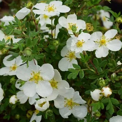 Лапчатка АББОТСВУД кустарниковая  Лапчатка АББОТСВУД кустарниковая в Ярославле