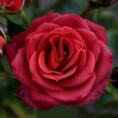 Саженцы роз ЧОКОЧИНО спрей  Саженцы роз ЧОКОЧИНО спрей в Ярославле