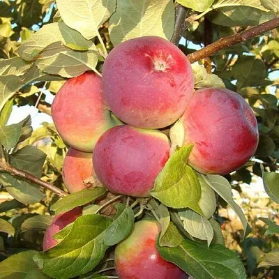 Яблоня ОРЛИК в Ярославле