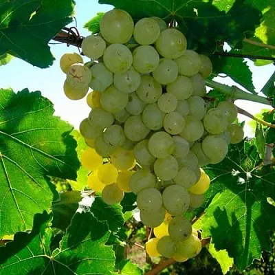 Виноград КИШМИШ МУСКАТНЫЙ  Виноград КИШМИШ МУСКАТНЫЙ в Ярославле