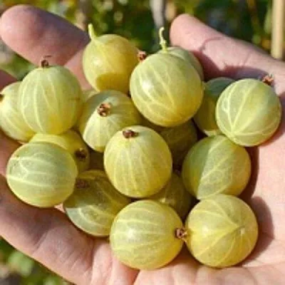 Крыжовник БЕРИЛЛ в Ярославле