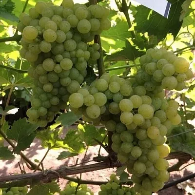 Виноград КИШМИШ 311  Виноград КИШМИШ 311 в Ярославле