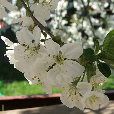 Вишня УМБРАКУЛИФЕРА  Вишня УМБРАКУЛИФЕРА в Ярославле