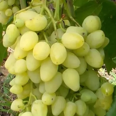 Виноград ЗАРНИЦА  Виноград ЗАРНИЦА в Ярославле