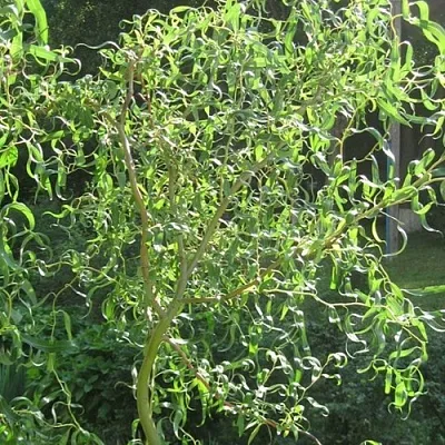 Ива МАТСУДАНА в Ярославле