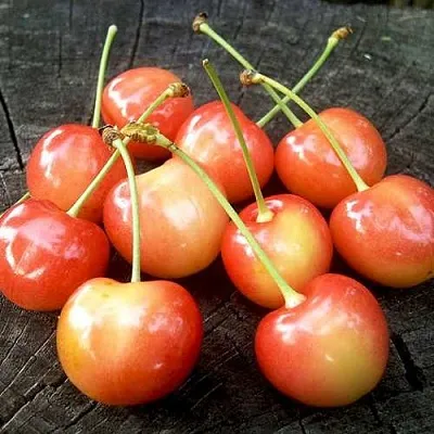 Черешня ЮЛИЯ  Черешня ЮЛИЯ в Ярославле