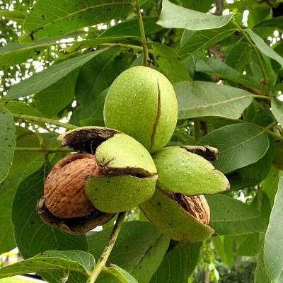 Грецкий орех Грецкий орех в Ярославле