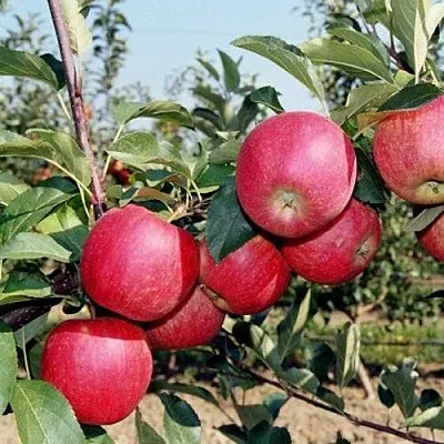 Яблоня АПОРТ  Яблоня АПОРТ в Ярославле