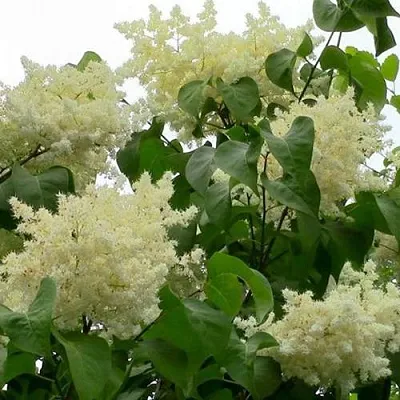 Сирень АМУРСКАЯ в Ярославле