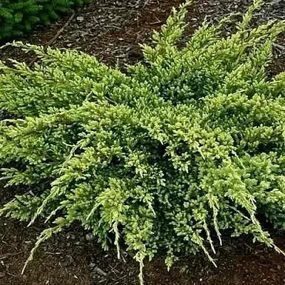 Можжевельник ДРИМ ДЖОЙ чешуйчатый  Можжевельник ДРИМ ДЖОЙ чешуйчатый в Ярославле