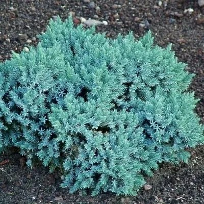 Можжевельник БЛЮ СТАР чешуйчатый  Можжевельник БЛЮ СТАР чешуйчатый в Ярославле