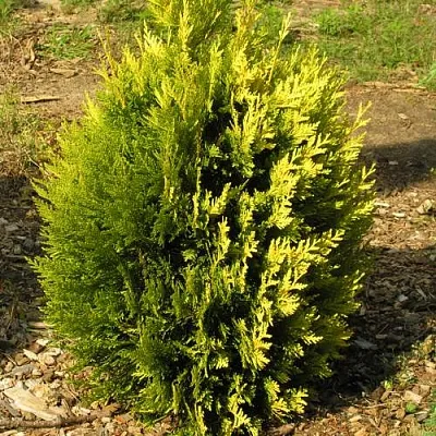 Туя КОППЕР ГОЛД западная в Ярославле