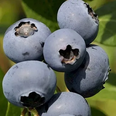 Голубика ЧАНДЛЕР  Голубика ЧАНДЛЕР в Ярославле