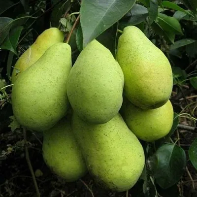 Груша ФЕВРАЛЬСКИЙ СУВЕНИР  Груша ФЕВРАЛЬСКИЙ СУВЕНИР в Ярославле