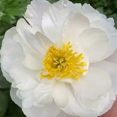 Пион ДУБЛИН травянистый  Пион ДУБЛИН травянистый в Ярославле