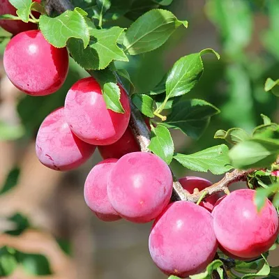 Алыча  Алыча в Ярославле