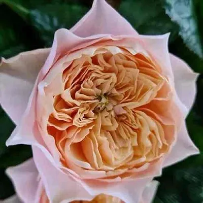 Саженцы роз ВУВУЗЕЛА РОМАНТИК чайно-гибридная в Ярославле