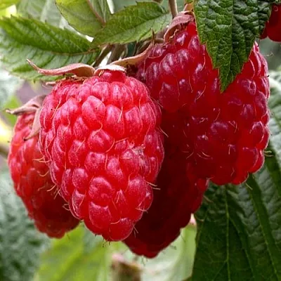 Малина КВЕЛЛИ  Малина КВЕЛЛИ в Ярославле