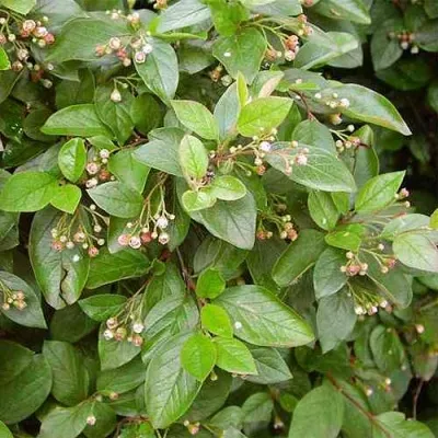 Кизильник блестящий — описание сорта Кизильник блестящий в Ярославле