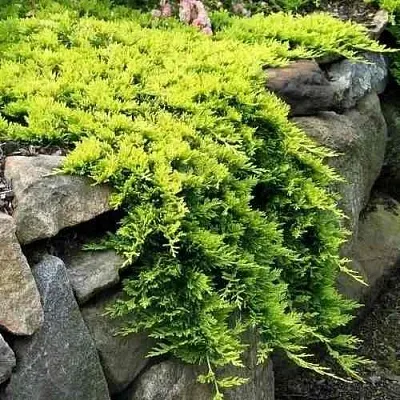 Можжевельник ГОЛДЕН КАРПЕТ горизонтальный  Можжевельник ГОЛДЕН КАРПЕТ горизонтальный в Ярославле