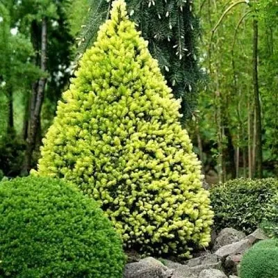 Ель РЕЙНБОУЗ ЭНД сизая  Ель РЕЙНБОУЗ ЭНД сизая в Ярославле