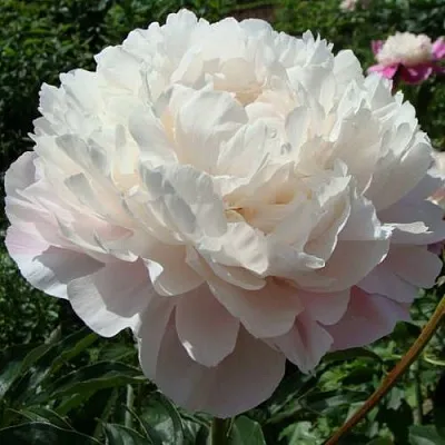 Пион ВОГ травянистый  Пион ВОГ травянистый в Ярославле