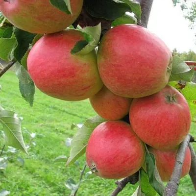 Яблоня ПИККОЛО  Яблоня ПИККОЛО в Ярославле