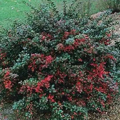 Барбарис РЕД ДЖЕВЕЛ средний   Барбарис РЕД ДЖЕВЕЛ средний  в Ярославле