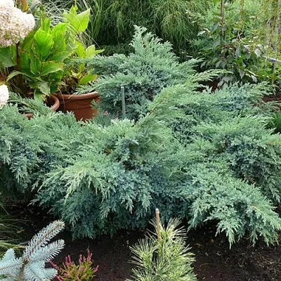 Можжевельник БЛЮ ШВЕД (СВИД) чешуйчатый  Можжевельник БЛЮ ШВЕД (СВИД) чешуйчатый в Ярославле