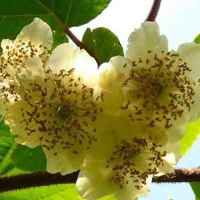 Актинидия АТЛАС (МУЖСКОЙ)  Актинидия АТЛАС (МУЖСКОЙ) в Ярославле