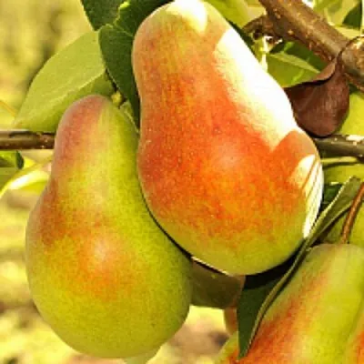 Груша РУССКАЯ КРАСАВИЦА (КРАСАВИЦА ЧЕРНЕНКО)  Груша РУССКАЯ КРАСАВИЦА (КРАСАВИЦА ЧЕРНЕНКО) в Ярославле