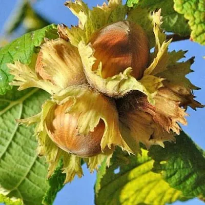 Фундук ТОНДА РОМАНА в Ярославле