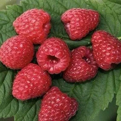 Малина ЗЮГАНА  Малина ЗЮГАНА в Ярославле